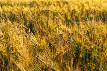 Fototapeta premium wheat field closeup and summer nature, wheat spikelets, beautiful sunny landscape