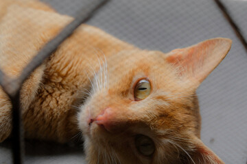 Cute cat pose near the door.