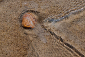 muschelschale in einer flachen wasserströmung