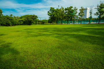 Green meadow graas in city tree forest public park morning sunrise