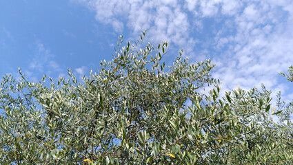 Olive Tree Olivenbaum