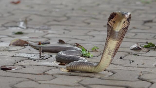 Cobra, deadly serpent living in nature