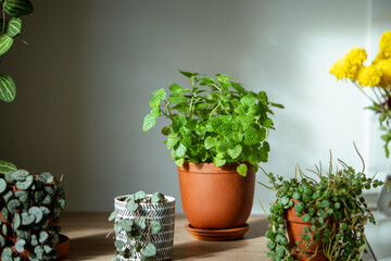 Melissa plant in terracotta pot on table, soft focus. Growing aromatic fresh mint, lemon balm herbs...