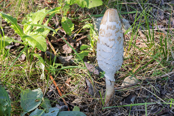 One Coprinus comatus, shaggy inkcap, lawyer's wig or shaggy mane, side view