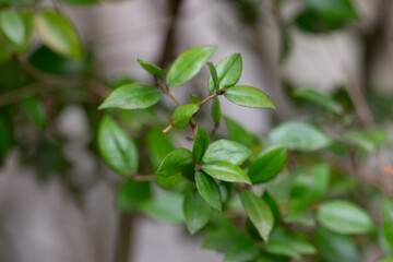 Leaves of Common Myrtle, Myrtus communis. It is native across the Mediterranean Region. Background of myrtle tree leaves.