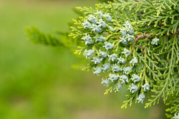 Thuja or cypress green branches with blue, turquoise cones, close-up. Platycladus orientalis, Chinese thuja arbovitae, juniper coniferous tree of the Cupressaceae family.