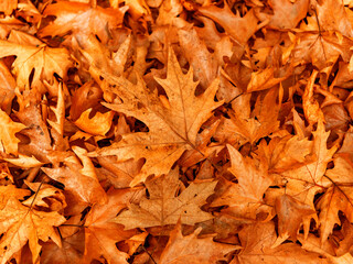 autumn leaves background