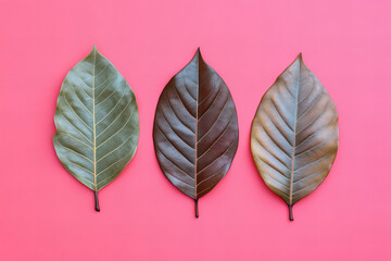 Fototapeta premium Vibrant Autumn Leaves on Pink Backgrounds for Seasonal Designs, Fall-Themed Graphics, and Nature-Inspired Art – Ideal for Marketing, Decor, and Digital Projects