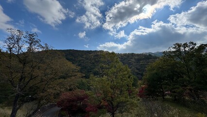 Obraz premium clouds in the forest