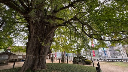 trees in the park