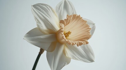 Obraz premium Elegant white and peach daffodil bloom on soft background