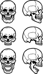 Set of human skulls.