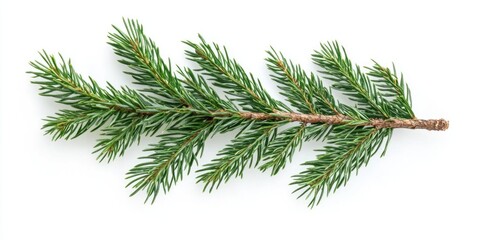 Pine Tree Branch