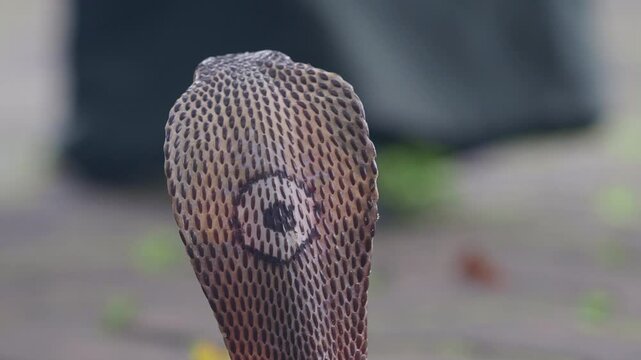 Cobra, deadly serpent living in nature