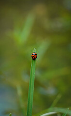 ladybird on a leaf