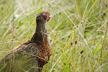 splendid pheasant walking cautiously through the grass, pheasant hiding between high blades of grass, male pheasant in a wild meadow