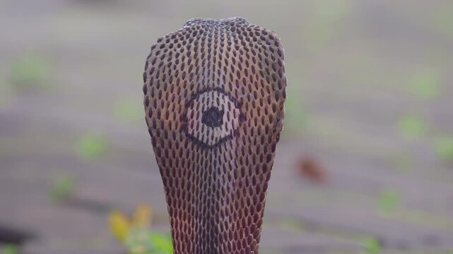 Cobra, deadly serpent living in nature