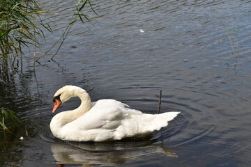 Fototapeta premium This swan is in the sea in sunny day.