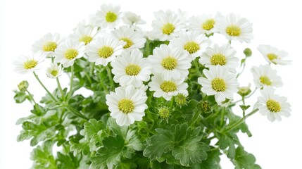 Vibrant white daisies in bloom with lush green foliage: perfect for spring themes