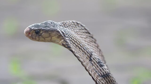 Cobra, deadly serpent living in nature