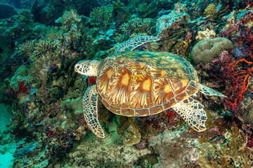 Malaysia, Sabah, Sipadan, Green Sea Turtle (Chelonia mydas)