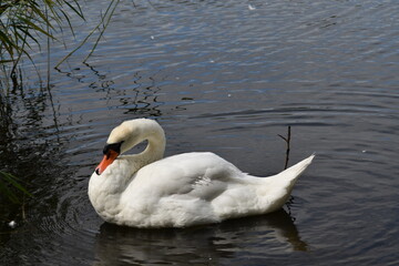 Fototapeta premium This swan is in the sea in sunny day.