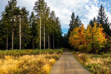 Eine Herbstliche Wanderung zum Bergsee an der Ebertswiese im farbenfrohen Thüringer Wald - Thüringen - Deutschland

