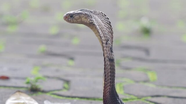 Cobra, deadly serpent living in nature