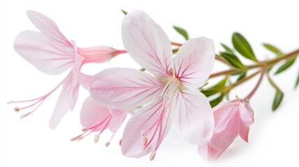 Naklejka premium Delicate white flower with pink accents on a branch isolated on white background
