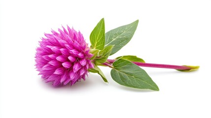 Vibrant pink globe amaranth flower on white background