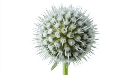 Close-up of a spiky echinops flower on a white background