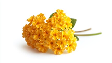 Bright yellow lantana flowers on white background: nature's sunshine in bloom