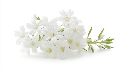 Fototapeta premium Delicate white flowers on white background: elegance and simplicity in nature