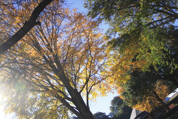  太陽の光を浴びて美しい色を見せる紅葉の木々(群馬県_道の駅 月夜野矢瀬親水公園)