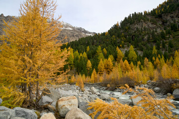 Yellow-colored larches during the golden autumn in Val Roseg near Pontresina, Graubünden.