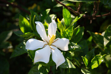 Gardenia Jasminoides flower blooming in the garden with green leaves. Commonly known as Gardenia and Cape Jasmine, is an evergreen flowering plant in the coffee family Rubiaceae. White flower