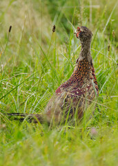pheasant, pheasant male, pheasant eye, mating season, wings, rooster, birdwatching, phasianus colchicus, feathers, plumage, cock, wild, animal, wildlife, bird, beautiful, common pheasant, phasianus, g