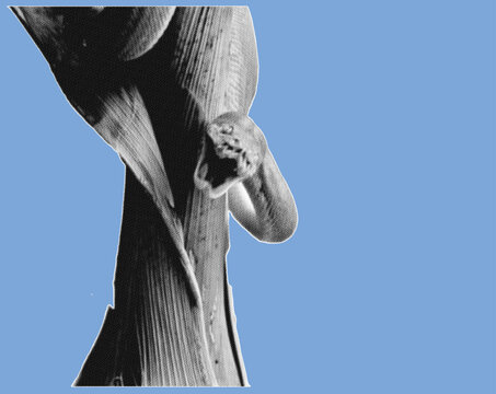 snakes crawling on tree branches with open mouth pixelate grayscale color halftone dotted texture style collage element isolated on blue background