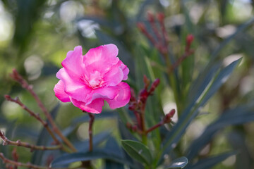 Pink oleander flower under sunlight. Oleander, also known as nerium oleander or rosebay, is...