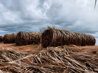 cane stacks