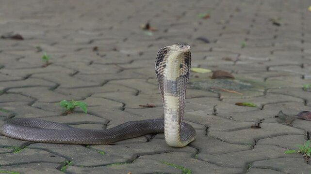 Cobra, deadly serpent living in nature