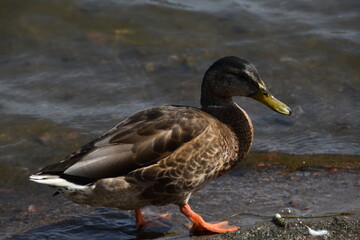 This duck is walking at the seaside in sunny day.