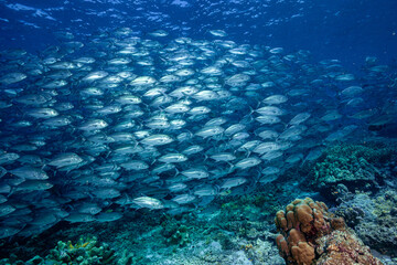 Malaysia, Sabah, Sipadan, Huge school of Bigeye Trevally (Caranx sexfasciatus), Bigeye Jack, Jackfish