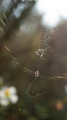 Tela de araña bañada en luz solar