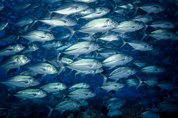 Malaysia, Sabah, Sipadan, Huge school of Bigeye Trevally (Caranx sexfasciatus), Bigeye Jack,...