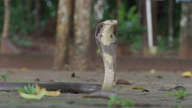 Cobra, deadly serpent living in nature