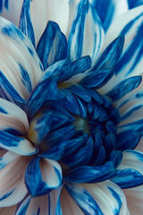 Obraz premium Close-up of a blue and white flower with intricate petal details against a soft background