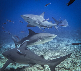 Bull sharks, Yasawa Islands, Fiji: Dive into thrilling encounters with bull sharks in clear blue waters. An unforgettable experience with these majestic marine predators!