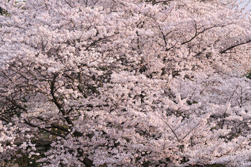 Cherry blossoms shining in the slanting light, spring, Tokyo, Japan / 斜光に輝く桜　春　東京　日本  