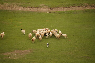 The Napa Lake Shangri La Grassland is covered with cattle and sheep everywhere